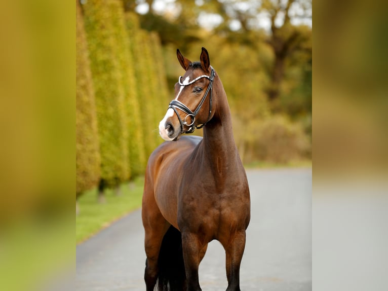 Westphalian Gelding 3 years 16,1 hh Brown in Steinfurt