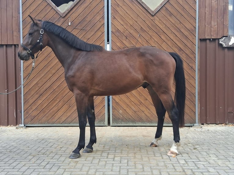 Westphalian Gelding 3 years 16,1 hh Brown in Attendorn