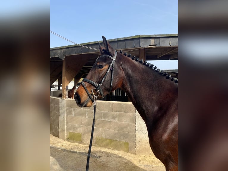 Westphalian Gelding 3 years 16,1 hh Brown in Attendorn