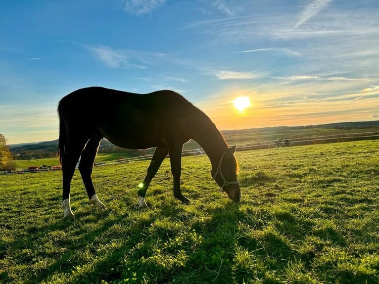 Westphalian Gelding 3 years 16,1 hh Brown in Weiskirchen
