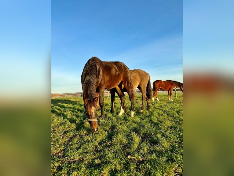 Westphalian Gelding 3 years 16,1 hh Brown in Weiskirchen