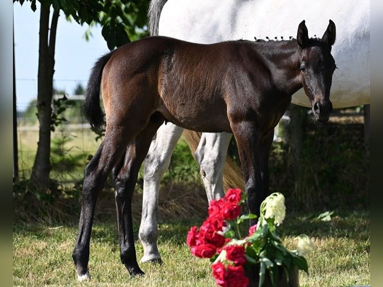 Westphalian Gelding 3 years 16,1 hh Can be white in Reichenwalde