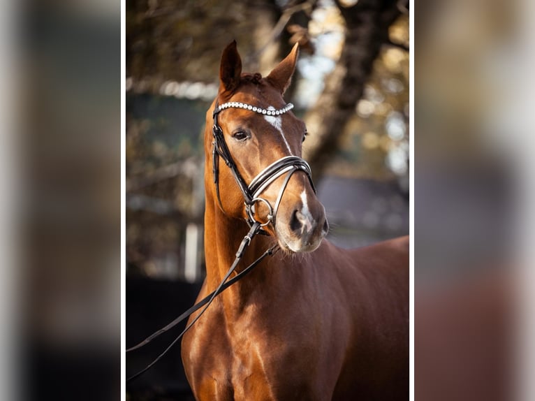 Westphalian Gelding 3 years 16,1 hh Chestnut-Red in Paderborn