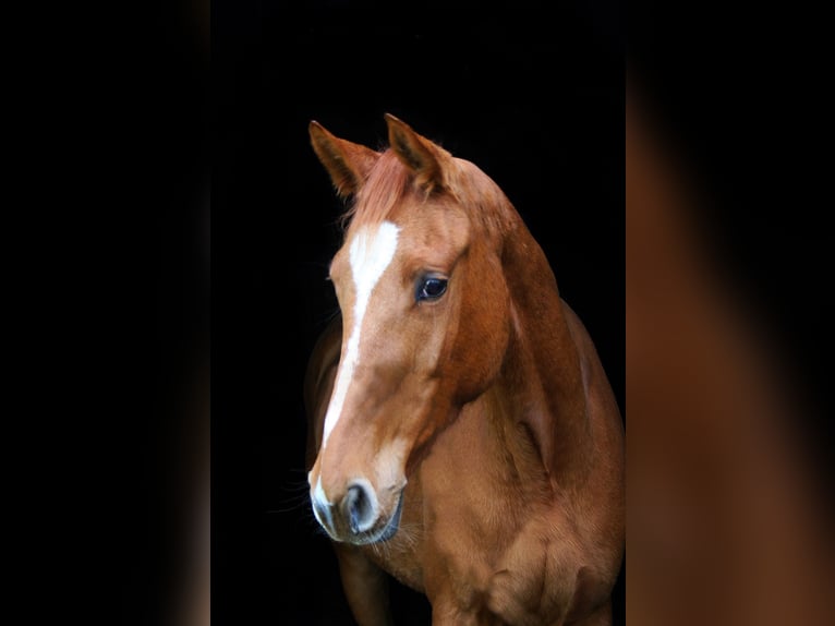 Westphalian Gelding 3 years 16,1 hh Chestnut-Red in Wesel