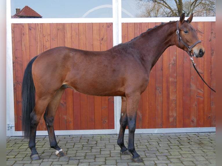 Westphalian Gelding 3 years 16,1 hh in Dorsten