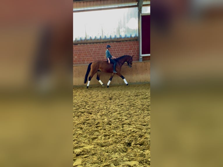 Westphalian Gelding 3 years 16,1 hh in Dorsten
