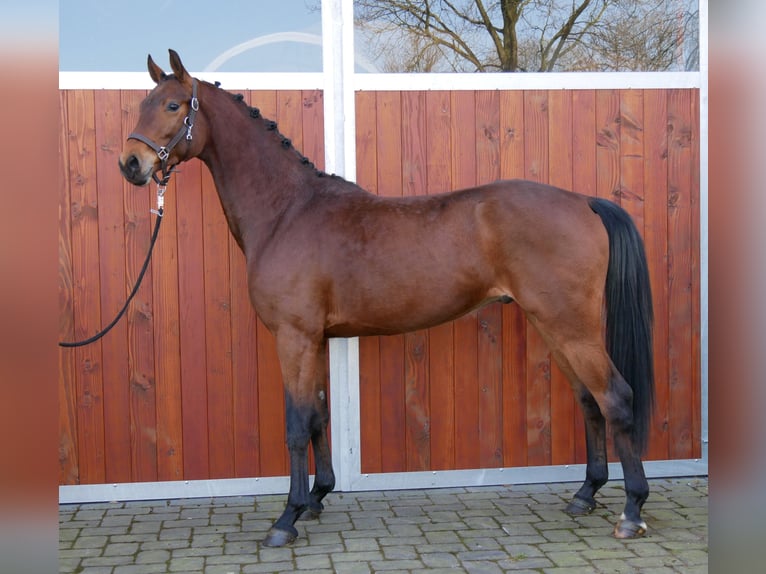 Westphalian Gelding 3 years 16,1 hh in Dorsten
