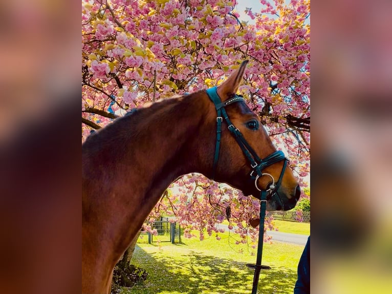 Westphalian Gelding 3 years 16,1 hh in Dorsten