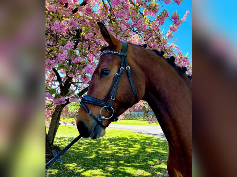 Westphalian Gelding 3 years 16,1 hh in Dorsten