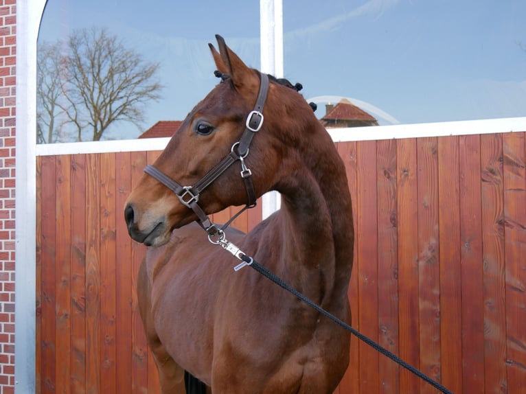 Westphalian Gelding 3 years 16,1 hh in Dorsten