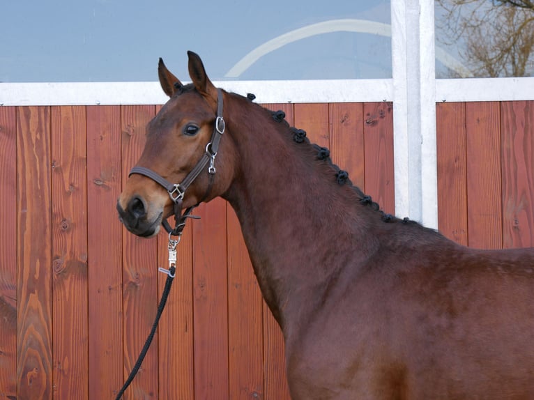 Westphalian Gelding 3 years 16,1 hh in Dorsten