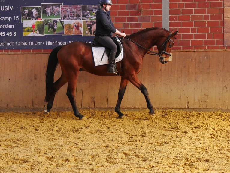 Westphalian Gelding 3 years 16,1 hh in Dorsten