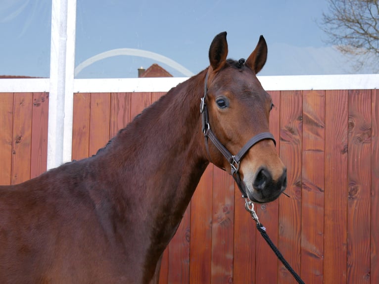 Westphalian Gelding 3 years 16,1 hh in Dorsten