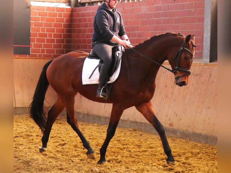 Westphalian Gelding 3 years 16,1 hh in Dorsten