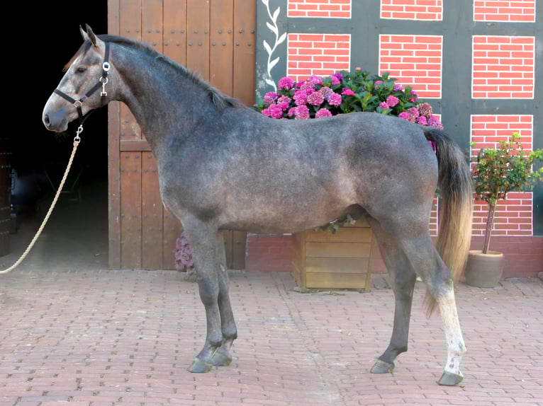 Westphalian Gelding 3 years 16,1 hh Grey in Cappeln (Oldenburg)