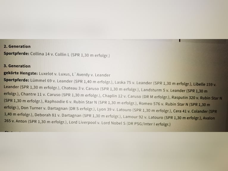 Westphalian Gelding 3 years 16,1 hh Grey in Frankenberg (Eder)