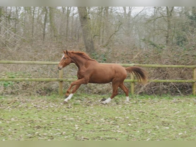 Westphalian Gelding 3 years 16,1 hh Roan-Red in Stramproy