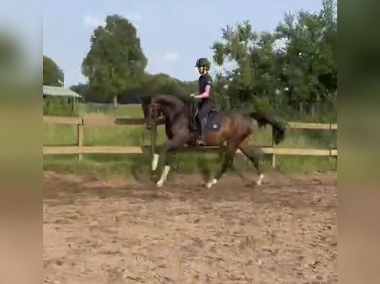 Westphalian Gelding 3 years 16,1 hh Smoky-Black in Arnsnesta