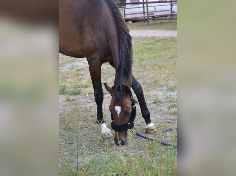 Westphalian Gelding 3 years 16,2 hh Bay-Dark in Oyten