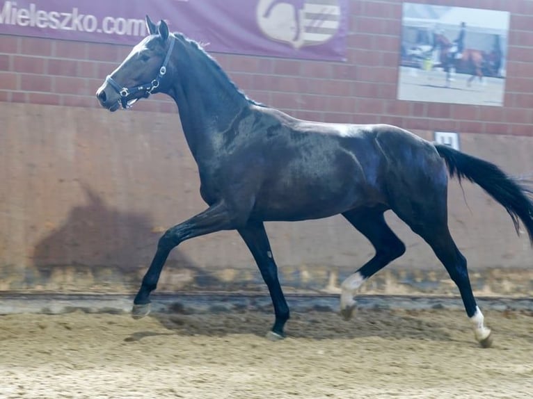 Westphalian Gelding 3 years 16,2 hh Black in Paderborn