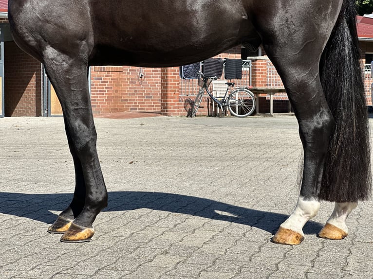 Westphalian Gelding 3 years 16,2 hh Black in Sch&#xFC;ttorf