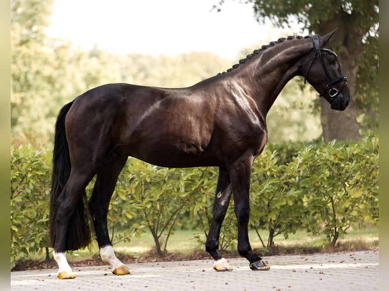 Westphalian Gelding 3 years 16,2 hh Black in Sch&#xFC;ttorf