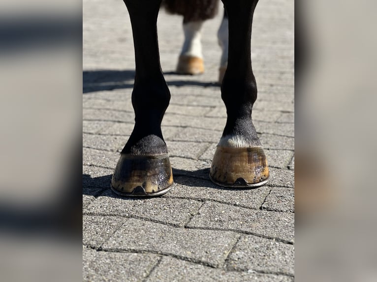 Westphalian Gelding 3 years 16,2 hh Black in Sch&#xFC;ttorf