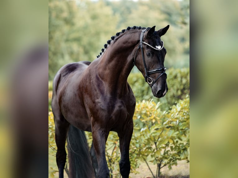 Westphalian Gelding 3 years 16,2 hh Black in Sch&#xFC;ttorf