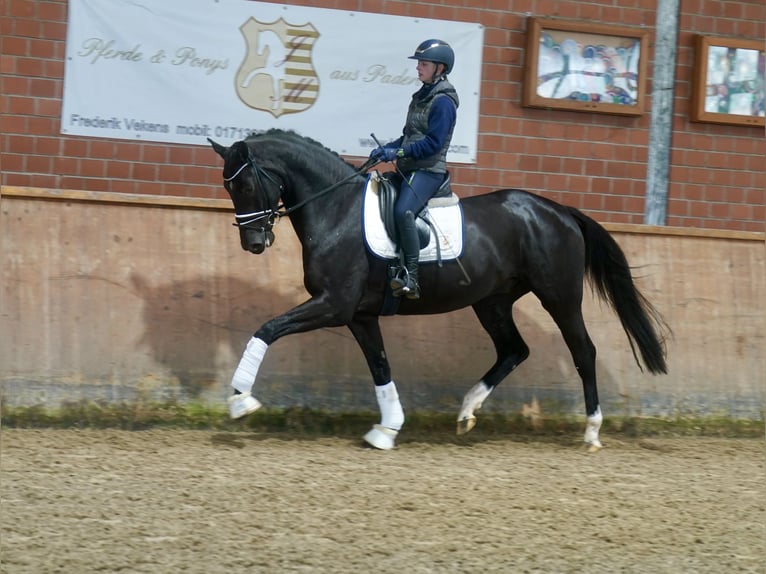 Westphalian Gelding 3 years 16,2 hh Black in Paderborn