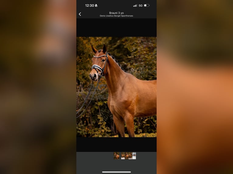 Westphalian Gelding 3 years 16,2 hh Brown in Horstmar