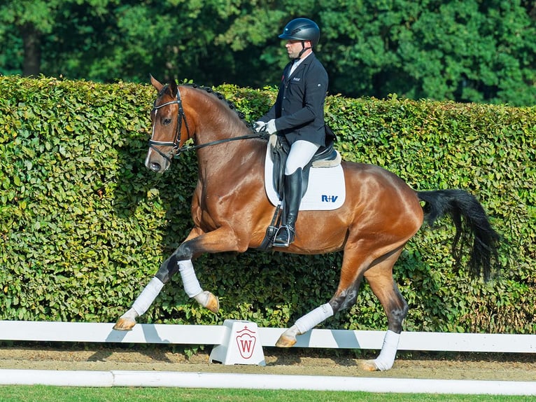 Westphalian Gelding 3 years 16,2 hh Brown in M&#xFC;nster
