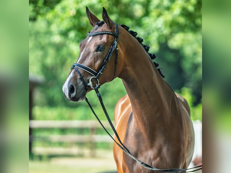 Westphalian Gelding 3 years 16,2 hh Brown in M&#xFC;nster