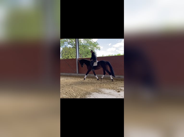Westphalian Gelding 3 years 16,2 hh Brown in Rietberg