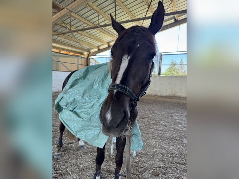 Westphalian Gelding 3 years 16,2 hh Chestnut in Hockenheim Westphalian Gelding 3 years 16,2 hh Chestnut in Hockenheim