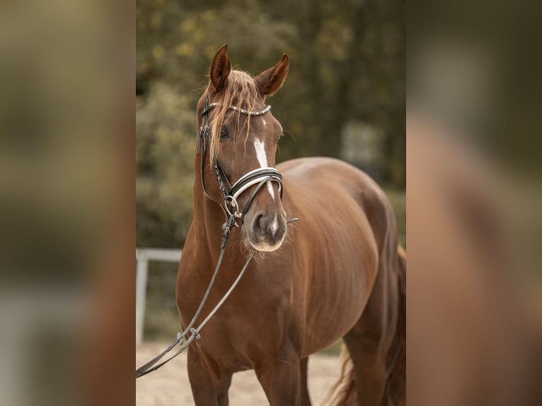Westphalian Gelding 3 years 16,2 hh Chestnut in Hockenheim Westphalian Gelding 3 years 16,2 hh Chestnut in Hockenheim