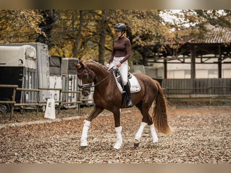 Westphalian Gelding 3 years 16,2 hh Chestnut in Hockenheim Westphalian Gelding 3 years 16,2 hh Chestnut in Hockenheim