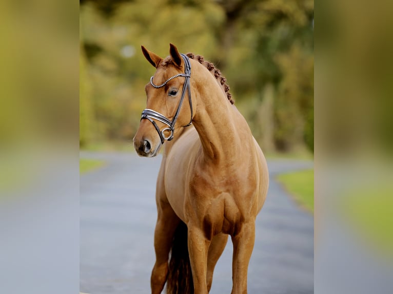 Westphalian Gelding 3 years 16,2 hh Chestnut-Red in Steinfurt