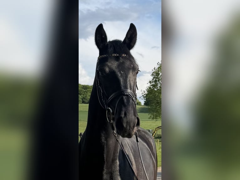 Westphalian Gelding 3 years 16,2 hh in Georgsmarienhütte
