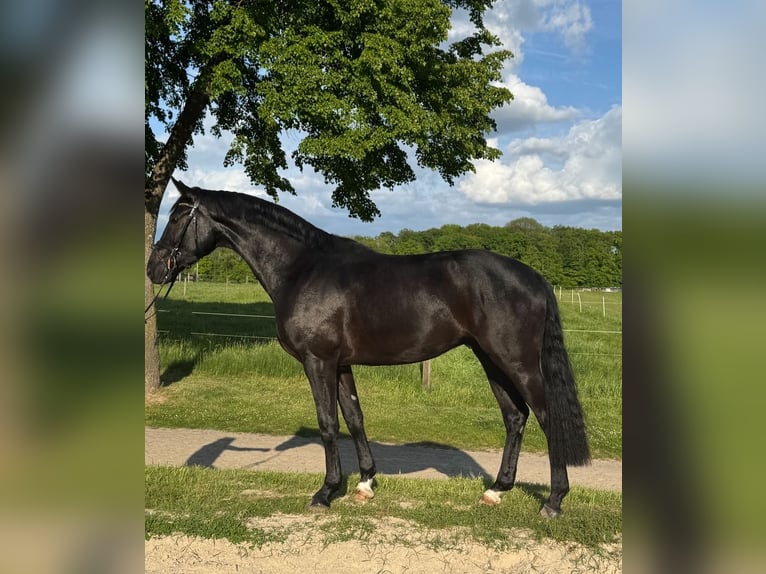 Westphalian Gelding 3 years 16,2 hh in Georgsmarienhütte