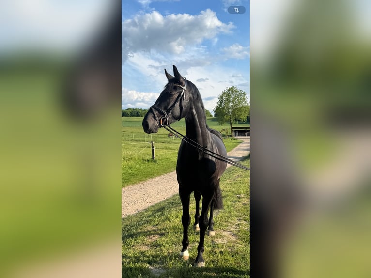 Westphalian Gelding 3 years 16,2 hh in Georgsmarienhütte