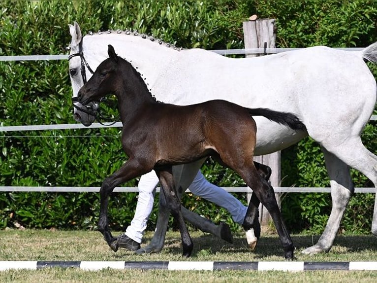 Westphalian Gelding 3 years 16,2 hh Grey-Dark-Tan in Reichenwalde