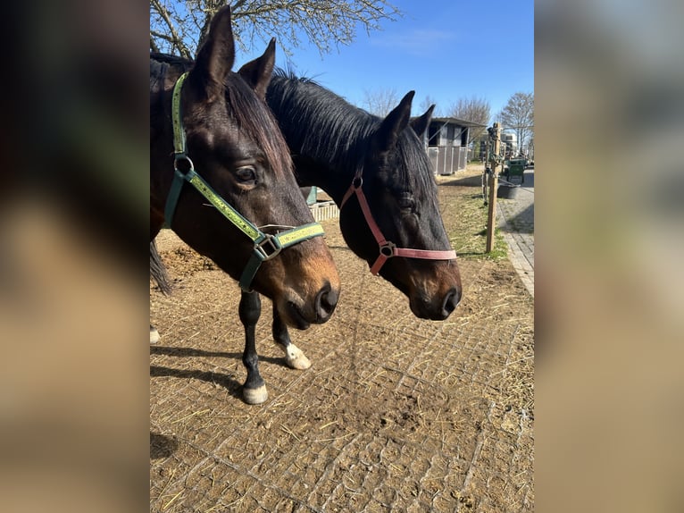 Westphalian Gelding 3 years 16,3 hh Bay-Dark in Osburg