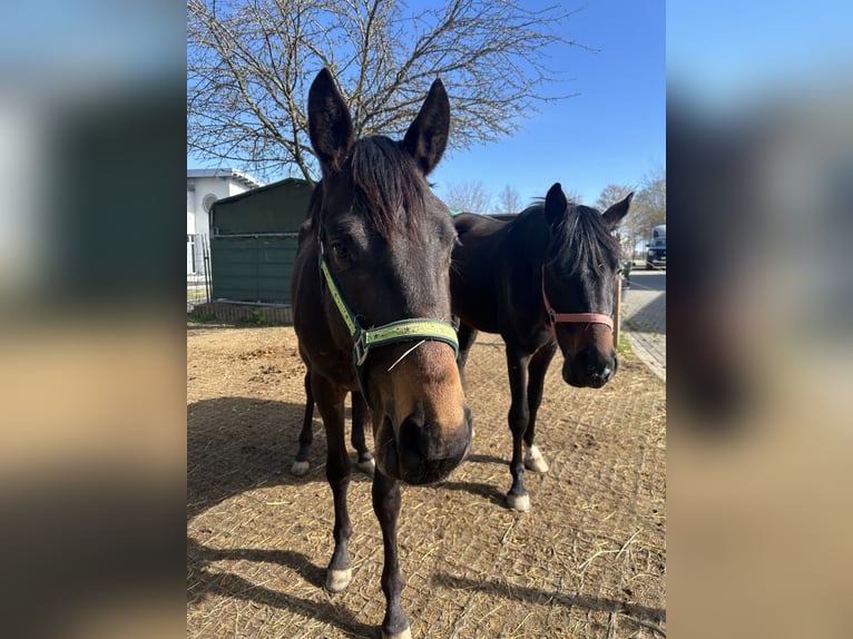 Westphalian Gelding 3 years 16,3 hh Bay-Dark in Osburg