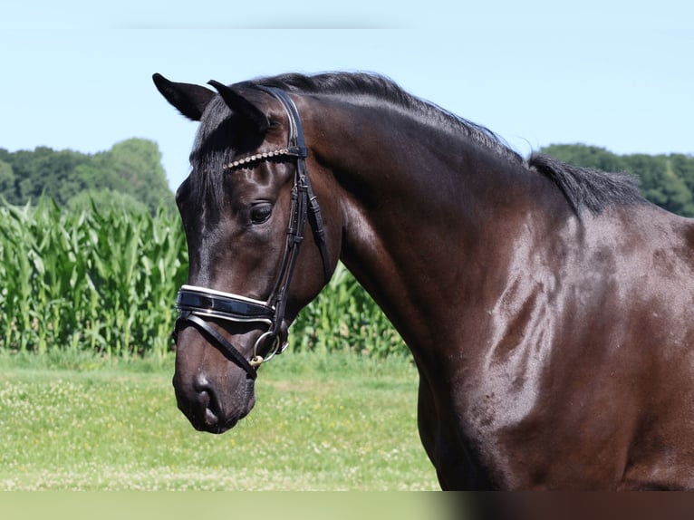 Westphalian Gelding 3 years 16,3 hh Black in Haftenkamp