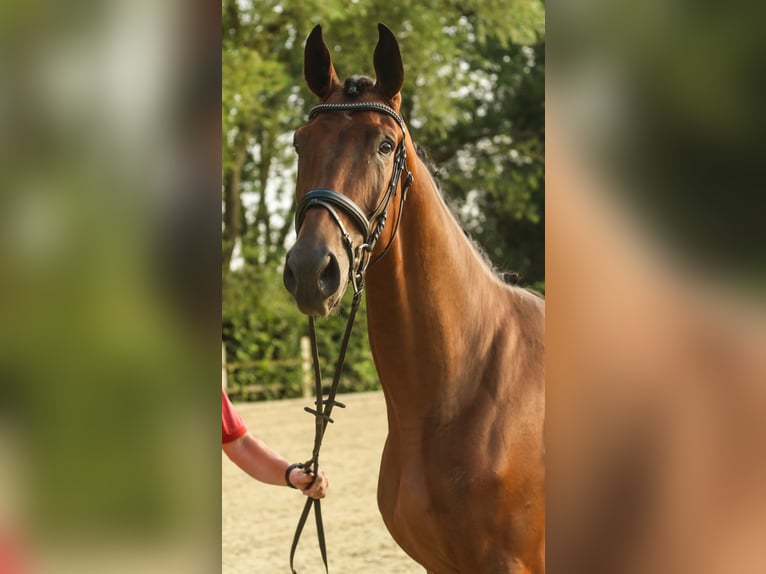 Westphalian Gelding 3 years 16,3 hh Brown in Lippstadt