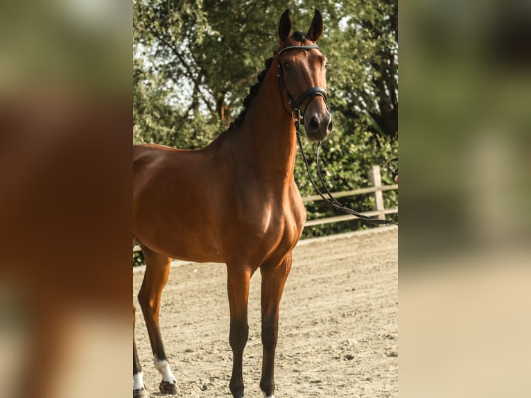 Westphalian Gelding 3 years 16,3 hh Brown in Lippstadt
