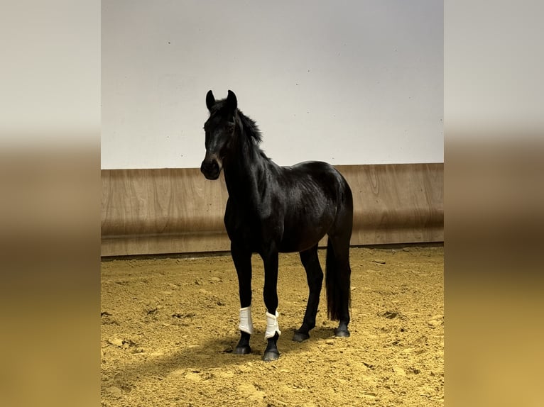 Westphalian Gelding 3 years 17,1 hh Smoky-Black in Sankt Augustin