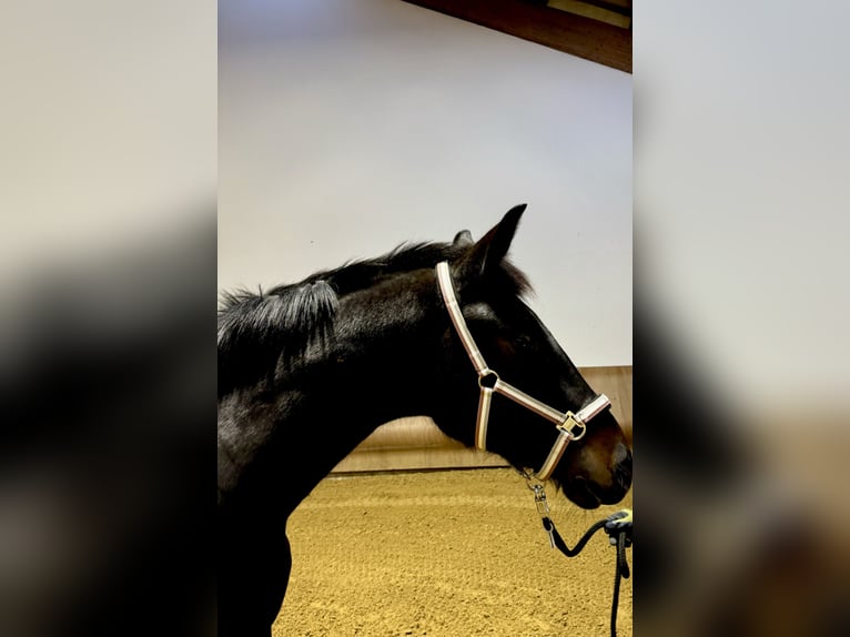 Westphalian Gelding 3 years 17,1 hh Smoky-Black in Sankt Augustin