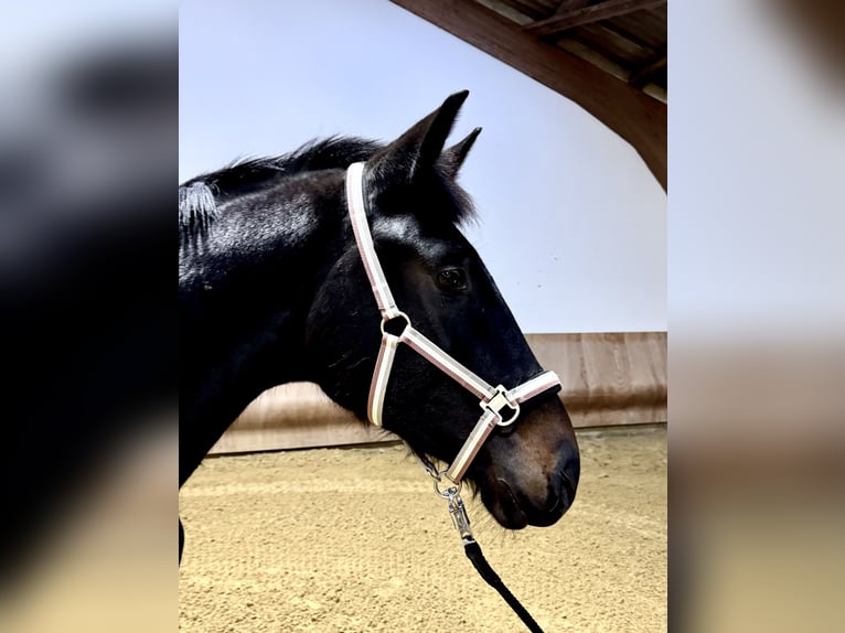 Westphalian Gelding 3 years 17,1 hh Smoky-Black in Sankt Augustin