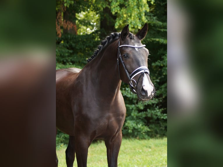 Westphalian Gelding 3 years 17 hh Black in Gleichen
